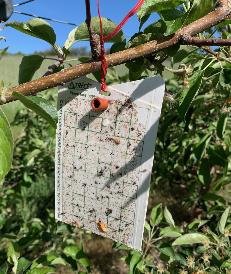 3-V-trap-cropped-Heather Leach.jpg